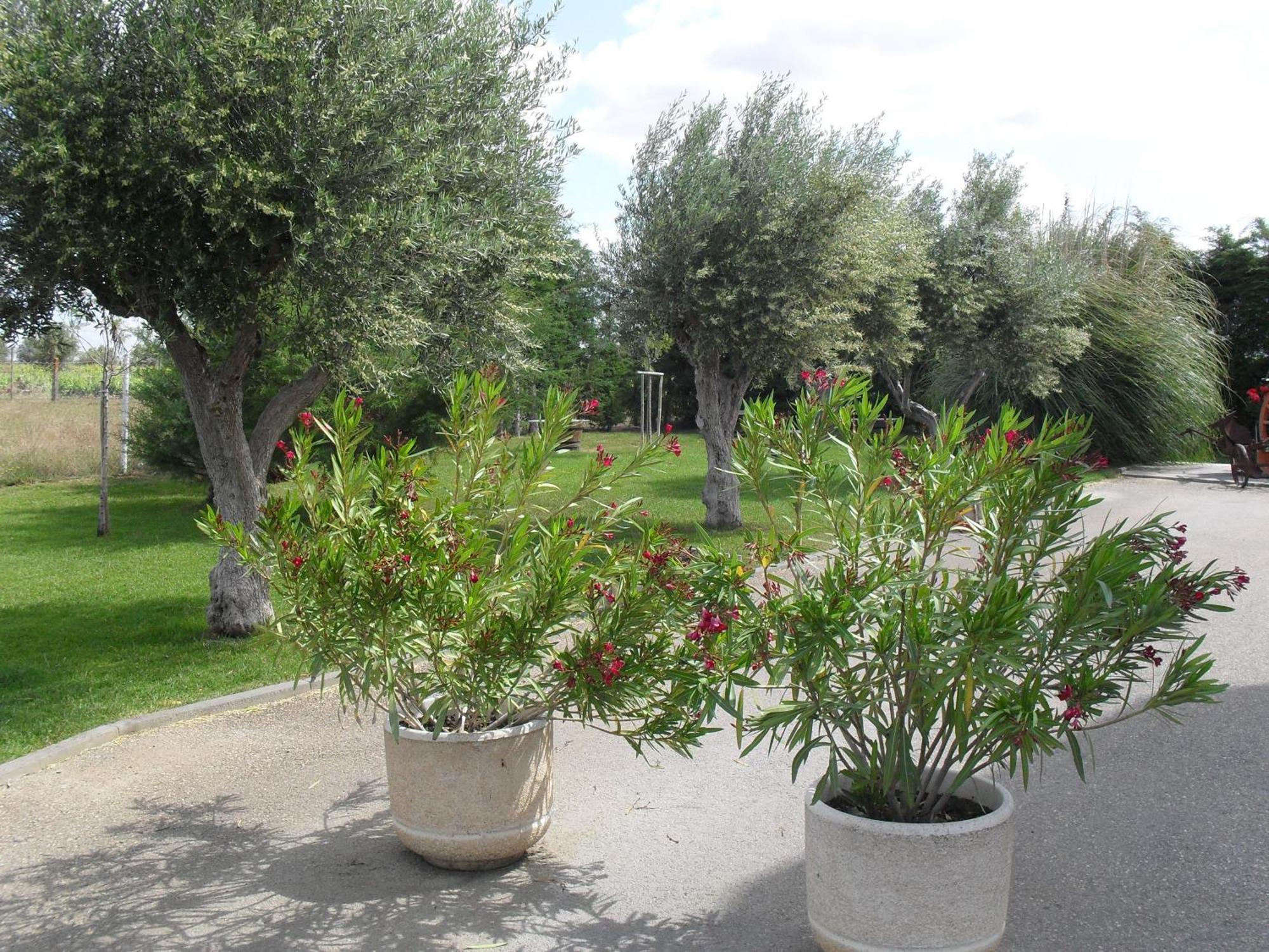 Terras De Monsaraz Otel Reguengos de Monsaraz Dış mekan fotoğraf
